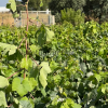 Finca segregada  de 5.500 m2 con viñedo en producción zona Venta Tocino 
